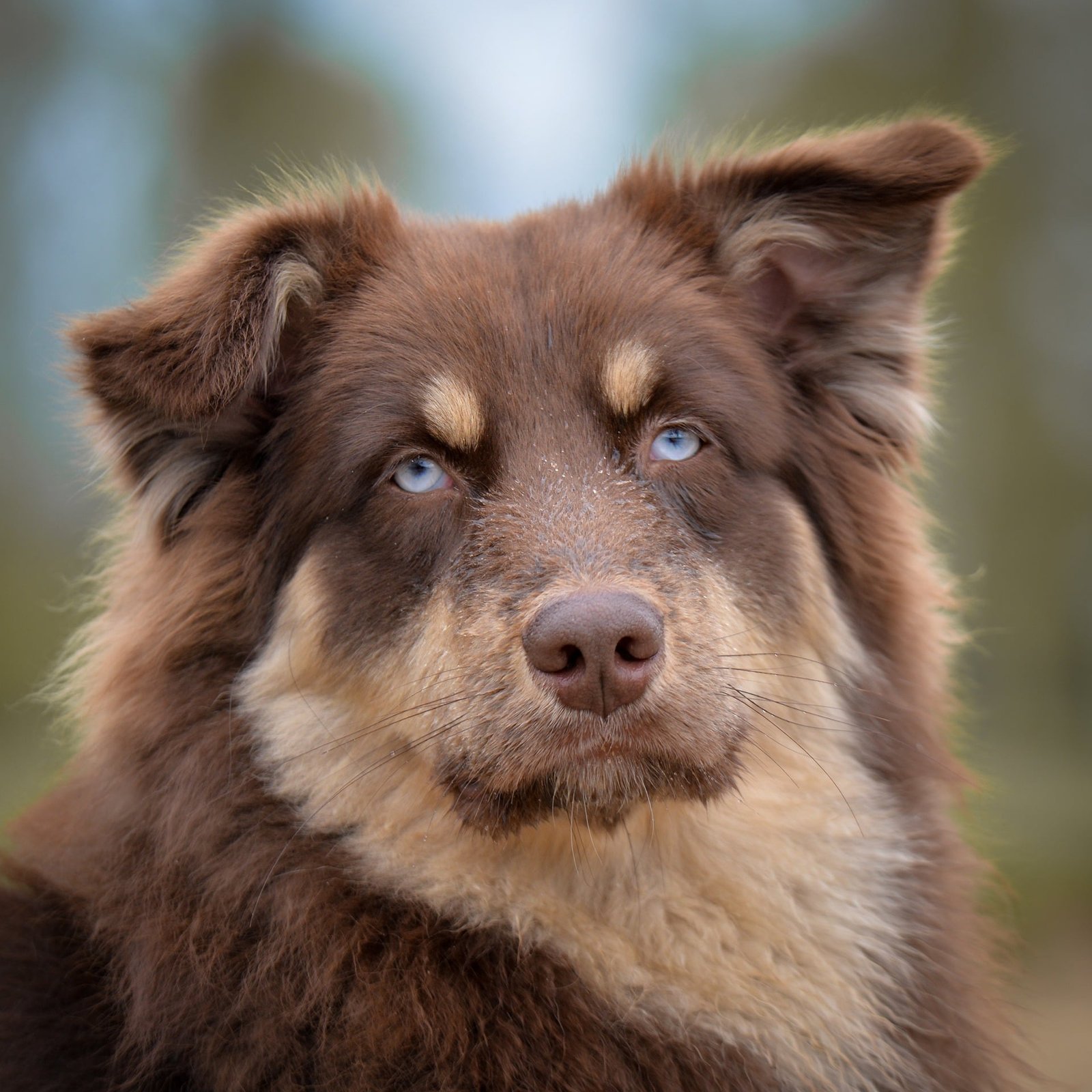 A propos zachtleven dog 9548923 1920